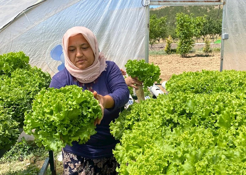 Mamak’ta Topraksız Tarım İlk Mahsullerini Verdi