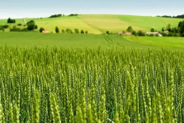 Tarım-ÜFE yıllık yüzde 45,40 arttı! 